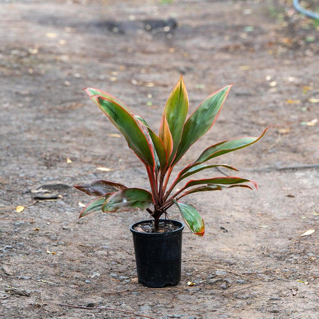 Tangelo Cordyline - Cordyline fruticosa 'Tangelo'-Evergreen,Moderate Growing,Moderate Water,Ornamental,Outdoor,Partial Shade,Tropical-Nursery Near Me