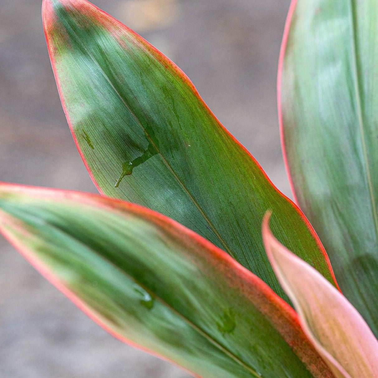 Tangelo Cordyline - Cordyline fruticosa 'Tangelo'-Evergreen,Moderate Growing,Moderate Water,Ornamental,Outdoor,Partial Shade,Tropical-Nursery Near Me