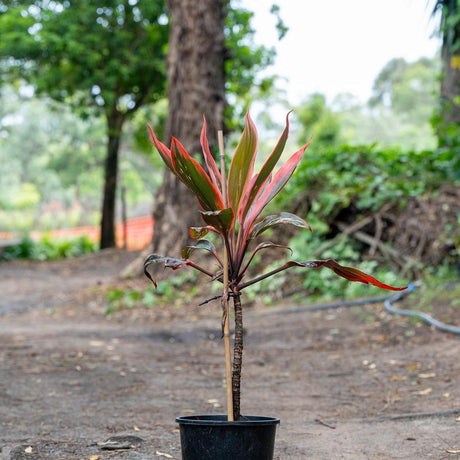 Tangelo Cordyline - Cordyline fruticosa 'Tangelo'-Evergreen,Moderate Growing,Moderate Water,Ornamental,Outdoor,Partial Shade,Tropical-Nursery Near Me