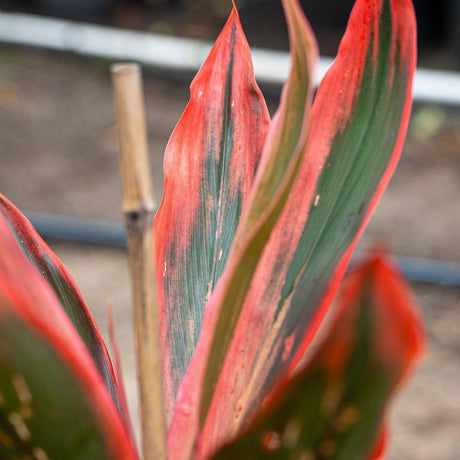 Tangelo Cordyline - Cordyline fruticosa 'Tangelo'-Evergreen,Moderate Growing,Moderate Water,Ornamental,Outdoor,Partial Shade,Tropical-Nursery Near Me