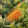 Tangerine Squeeze Grevillea