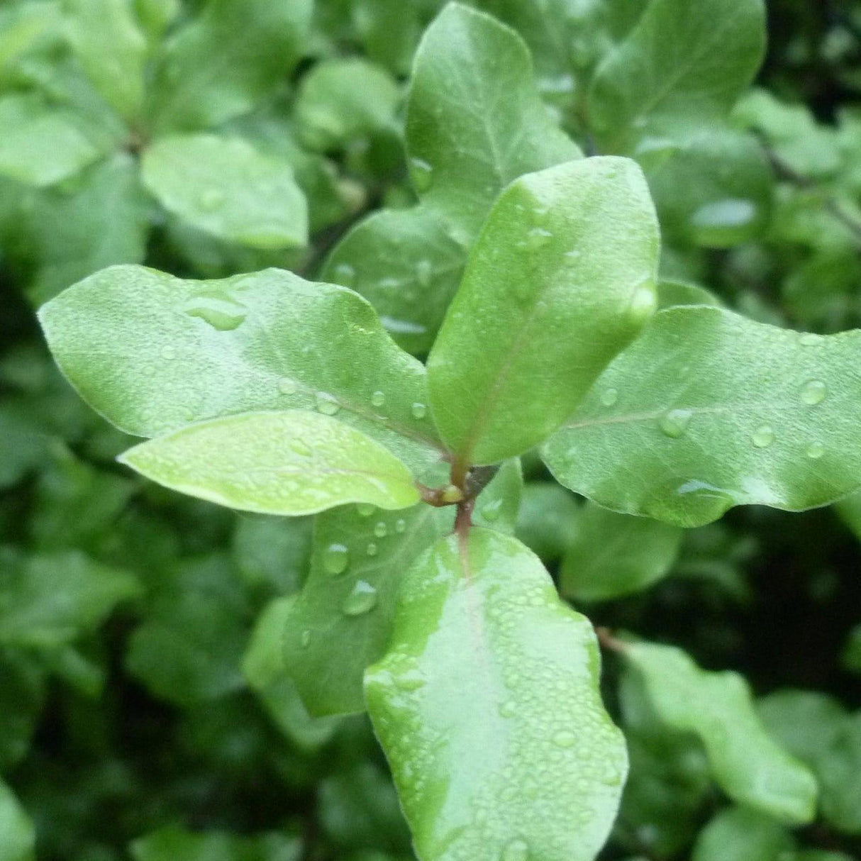 Tasman Ruffles Kohuhu - Pittosporum tenuifolium 'Tasman Ruffles'-Evergreen,Moderate Growing,Moderate Water,Outdoor,Partial Shade,Screening,Shrub-Nursery Near Me