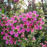 Tea Tree
