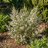 Tea Tree