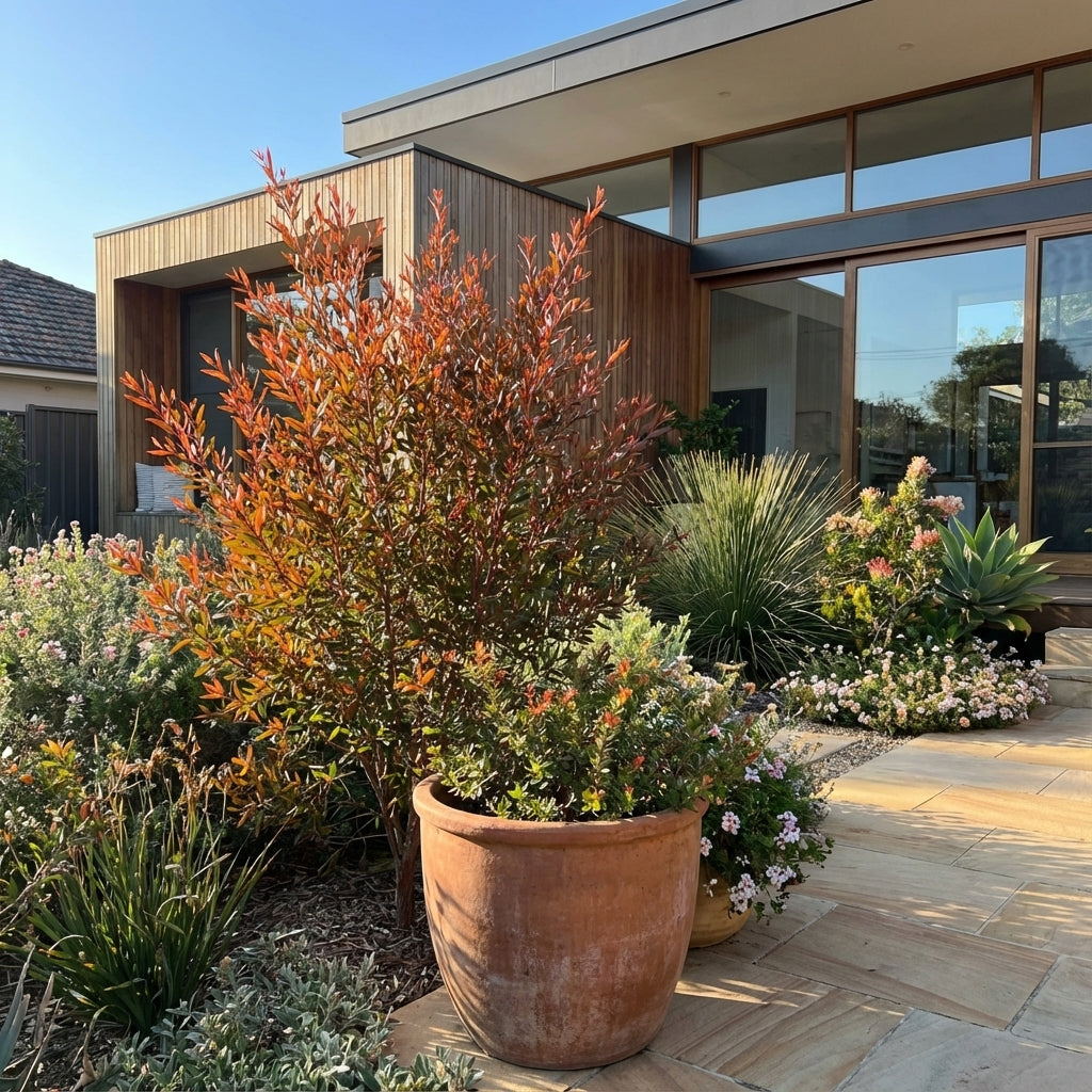 Modern house with large windows, surrounded by lush plants and a Tea Tree - Leptospermum ‘Copper Glow’ ornamental shrub on a stone patio.
