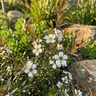 Tea Tree