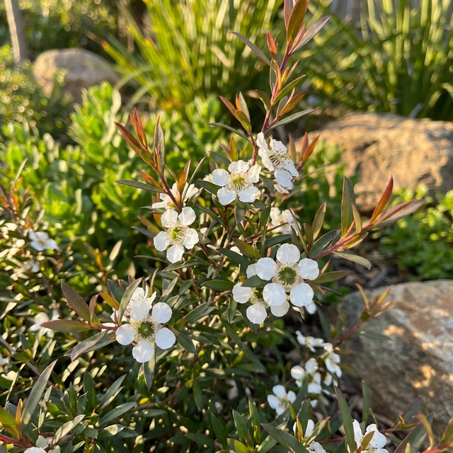 Tea Tree - Leptospermum ‘Starry Night’ features small white flowers with dark centers that bloom against striking burgundy foliage, creating a beautiful contrast with rocks and lush green surroundings in the sunlight.
