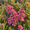 Tea Tree