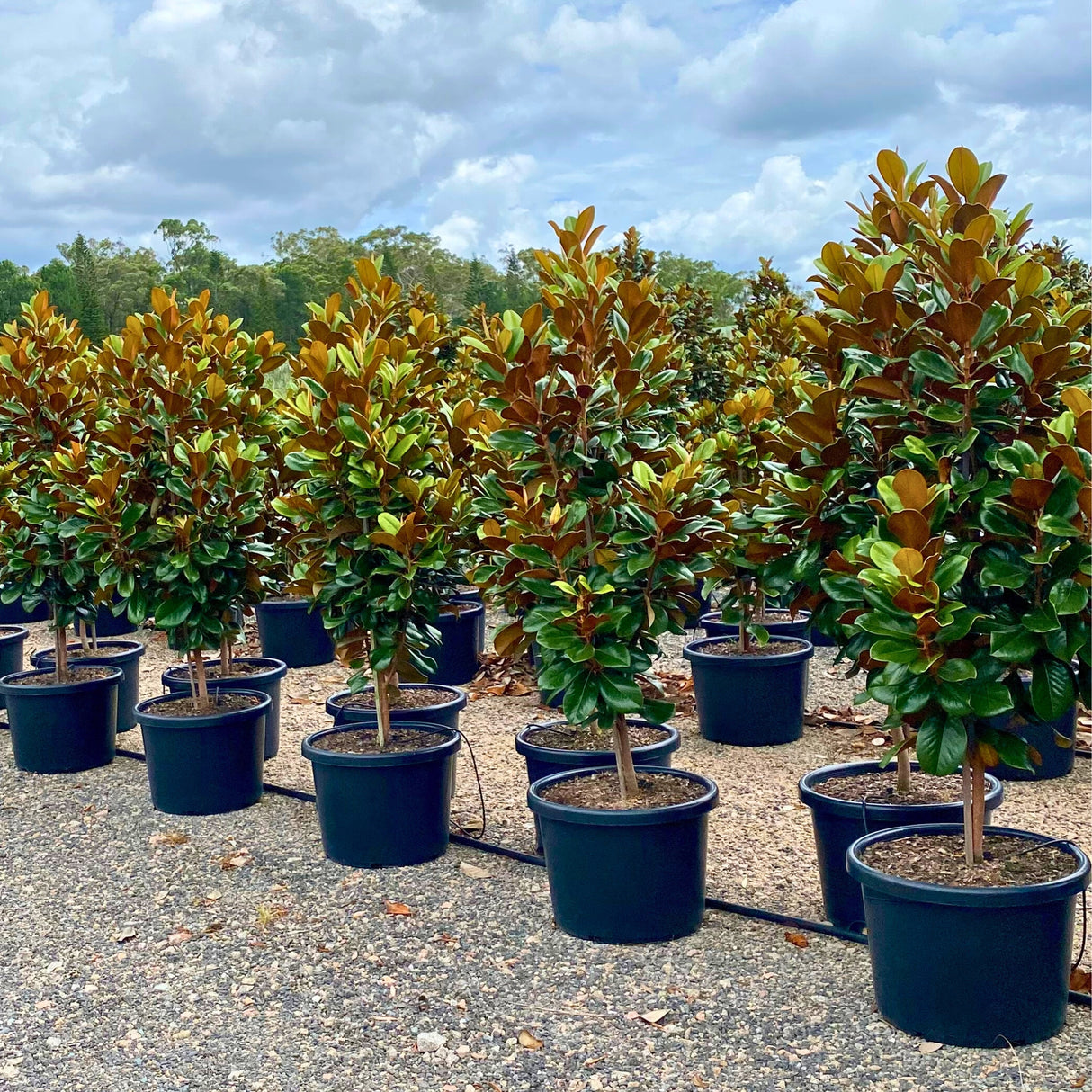 Rows of Teddy Bear Magnolia - Magnolia grandiflora 'Teddy Bear' trees with glossy, evergreen leaves and fragrant white blooms, displayed outdoors on a paved surface.