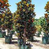 Teddy Bear Magnolia - Magnolia grandiflora 'Teddy Bear'-Evergreen,Flowering,Full Sun,Moderate Water,Ornamental,Outdoor,Screening,Slow Growing,Subtropical,Tree-Nursery Near Me