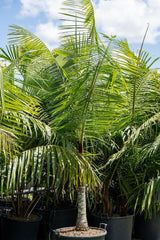 Teddy Bear Palm - Dypsis leptocheilos-Evergreen,Moderate Growing,Moderate Water,Outdoor,Palm,Partial Shade,Tropical-Nursery Near Me