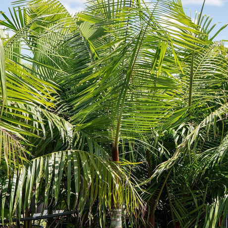 Teddy Bear Palm - Dypsis leptocheilos-Evergreen,Moderate Growing,Moderate Water,Outdoor,Palm,Partial Shade,Tropical-Nursery Near Me