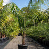 Teddy Bear Palm