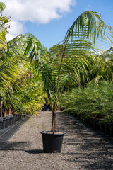 Teddy Bear Palm - Dypsis leptocheilos-Evergreen,Moderate Growing,Moderate Water,Outdoor,Palm,Partial Shade,Tropical-Nursery Near Me