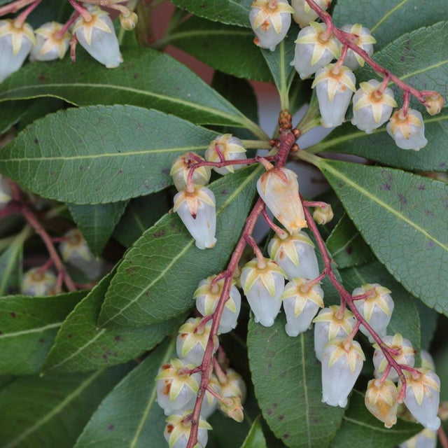 Temple Bells Pieris - Pieris japonica 'Temple Bells'-Evergreen,Moderate Water,Outdoor,Partial Shade,Screening,Shrub,Slow Growing-Nursery Near Me