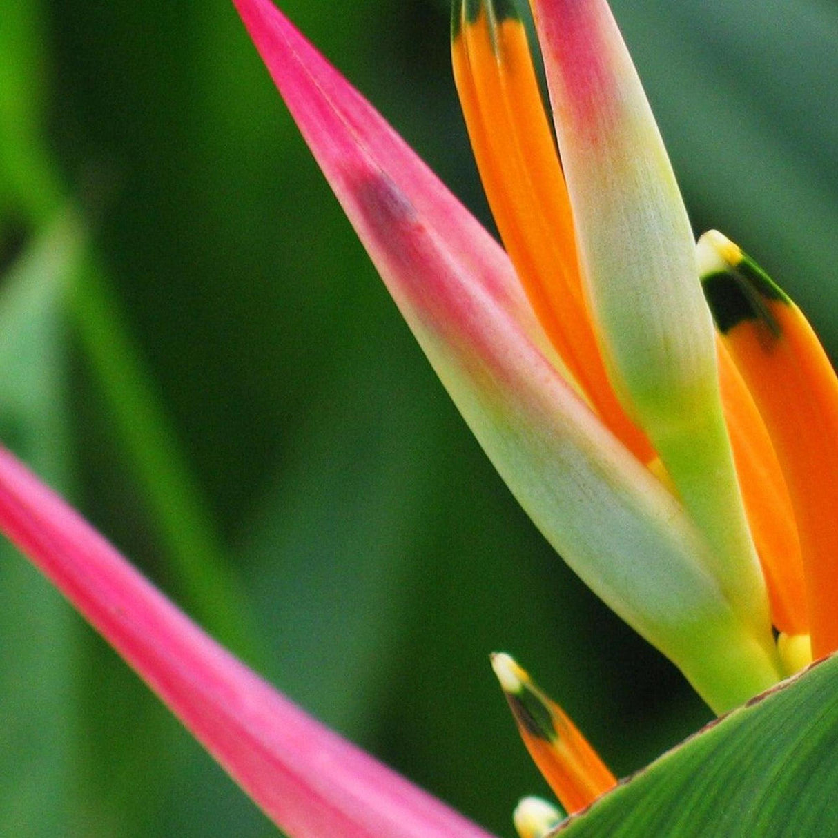 Temptress Heliconia - Heliconia chartacea 'Temptress'-Evergreen,Fast Growing,Flowering,High Water,Outdoor,Partial Shade,Tropical-Nursery Near Me