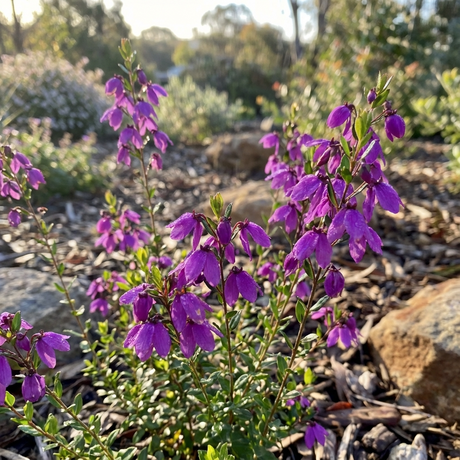 Tetratheca ‘Spring Cheer’ produces small pink-purple flowers among rocks and mulch, brightening gardens with soft sunlit blooms.