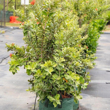 Thomas's Pohutukawa - Metrosideros thomasii-Evergreen,Fast Growing,Flowering,Full Sun,Moderate Water,Outdoor,Tree-Nursery Near Me