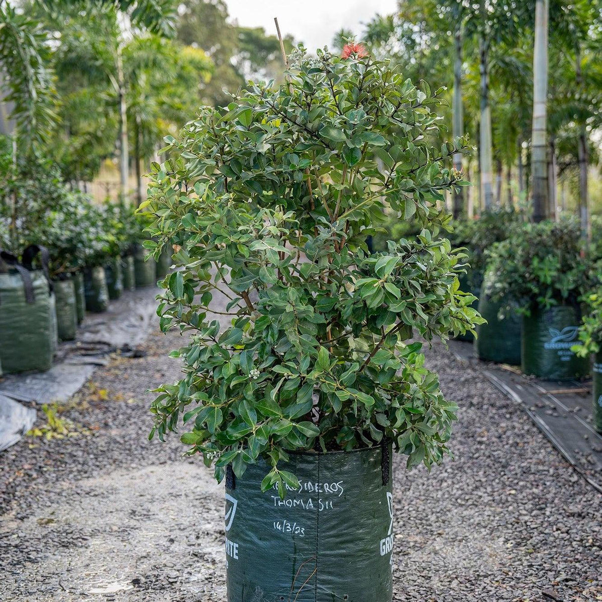 Thomas's Pohutukawa (Metrosideros thomasii) in a large black planting bag, surrounded by other nursery plants.