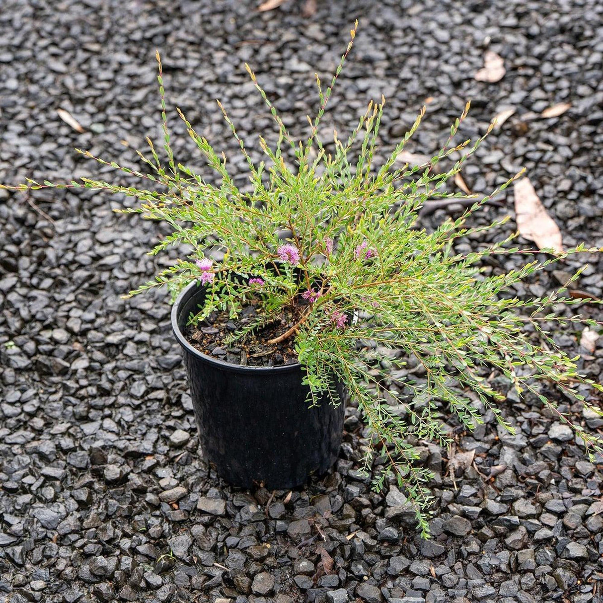 Thyme Leafed Melaleuca - Melaleuca thymifolia-Evergreen,Flowering,Full Sun,Moderate Growing,Moderate Water,Outdoor,Shrub-Nursery Near Me