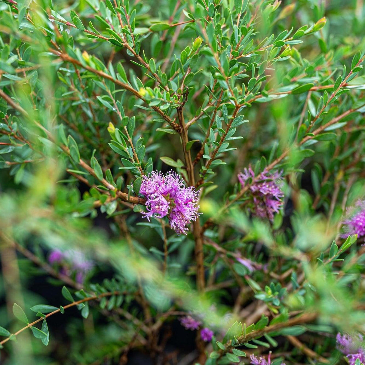 Close-up of Thyme Leafed Melaleuca (Melaleuca thymifolia), an Australian native shrub with green leaves and clusters of small purple flowers.