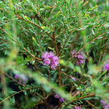 Close-up of Thyme Leafed Melaleuca (Melaleuca thymifolia), an Australian native shrub with green leaves and clusters of small purple flowers.