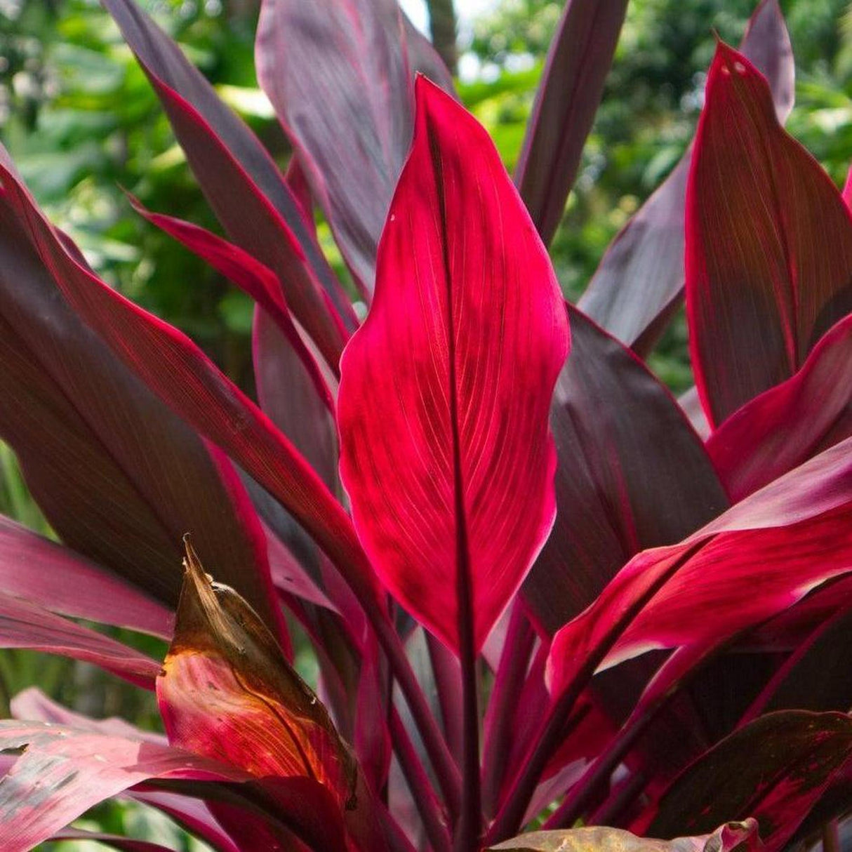 Ti Plant - Cordyline fruticosa-Evergreen,Moderate Growing,Moderate Water,Ornamental,Outdoor,Partial Shade,Tropical-Nursery Near Me