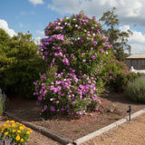 Tibouchina ‘Chameleon’ is a tall, compact flowering shrub with vibrant purple blooms that thrives in landscaped gardens under partly cloudy skies.