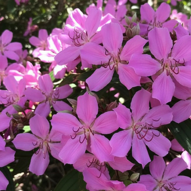 Tibouchina ‘Kathleen’ displays clusters of vibrant pink and purple five-petaled flowers on a compact shrub, accented by lush green leaves in sunlight.