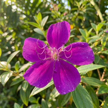 Close-up of the Tibouchina ‘Purple Star’ flower with water droplets, set against lush evergreen foliage in sunlight.