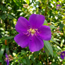 Tibouchina ‘Skylab’