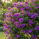 The Alstonville Tibouchina (Tibouchina lepidota 'Alstonville') is a bush covered in vibrant purple flowers, bringing a striking burst of color to any sunny garden.