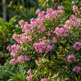 Tibouchina ‘Kathleen’ is a compact shrub with clusters of small pink and purple flowers set against green foliage, perfect for adding vibrant color to a sunlit garden.