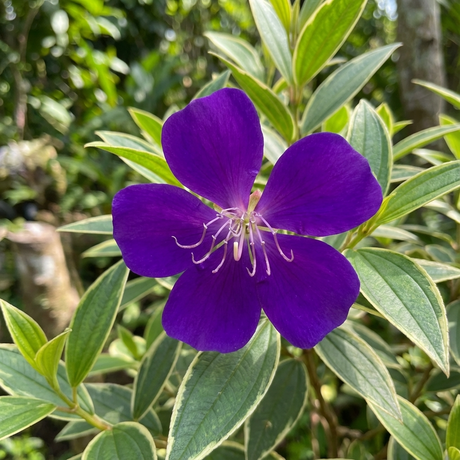 Tibouchina ‘Melodie’ is a compact evergreen shrub with five-petaled vibrant purple flowers and long stamens, blooming among lush green leaves outdoors.