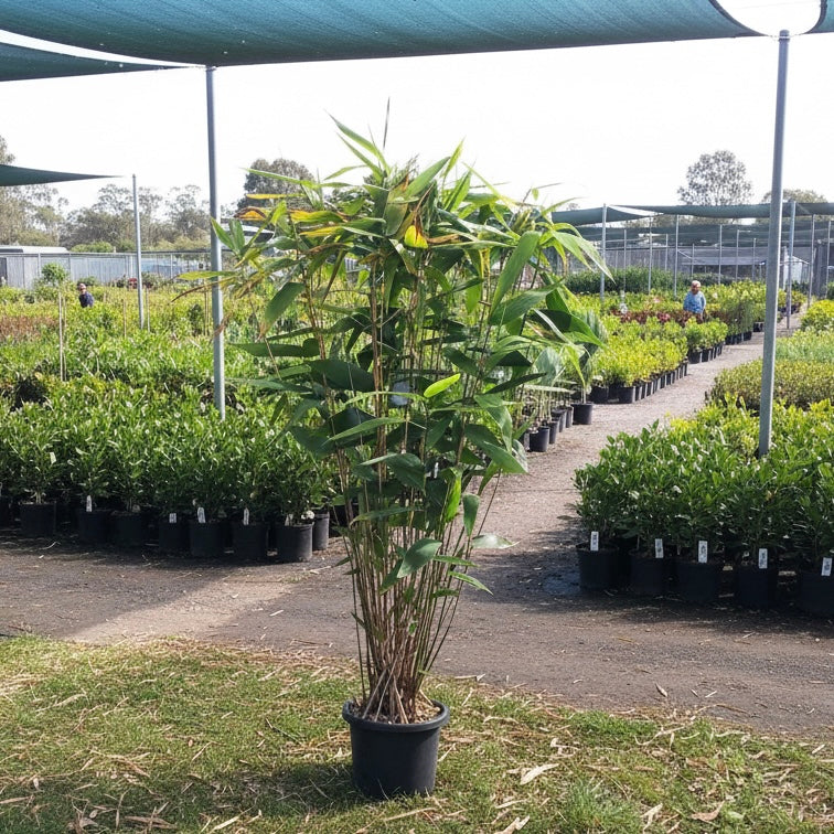 Tiger Grass (Thysanolaena maxima) in a nursery surrounded by rows of potted plants under shade structures—ideal for privacy screening or as a striking feature in any tropical garden.