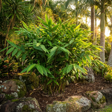 Tiger Grass - Thysanolaena maxima adds a lush, green touch among rocks and palms in a tropical garden at sunset—ideal for creating natural privacy screens.