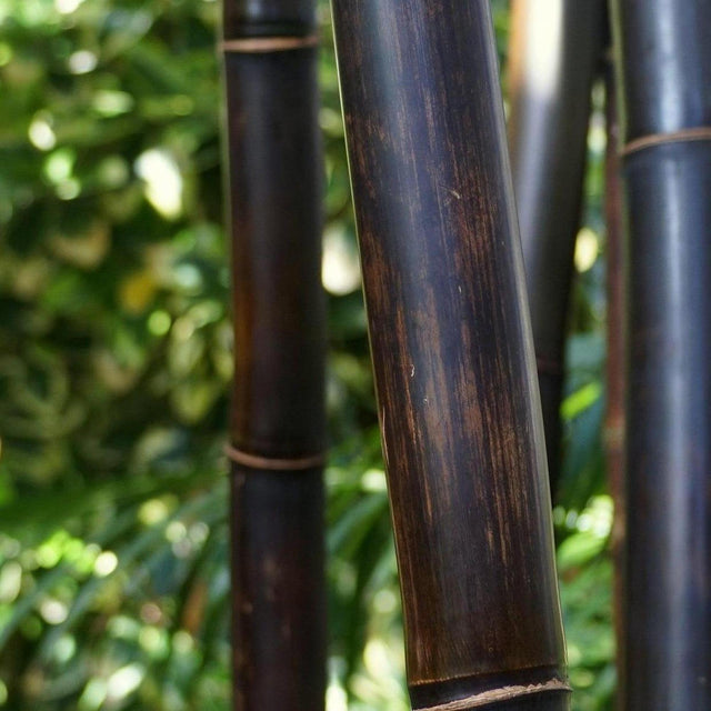 Timor Black Bamboo - Bambusa lako-Bamboo,Evergreen,Fast Growing,Full Sun,High Water,Ornamental,Outdoor,Screening-Nursery Near Me