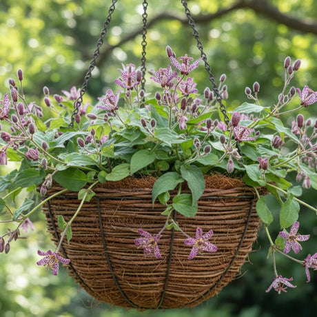 Hanging wicker basket with blooming purple Toad Lily (Tricyrtis formosana) and green leaves in a garden, perfect for shade-loving perennial exotic flowers.