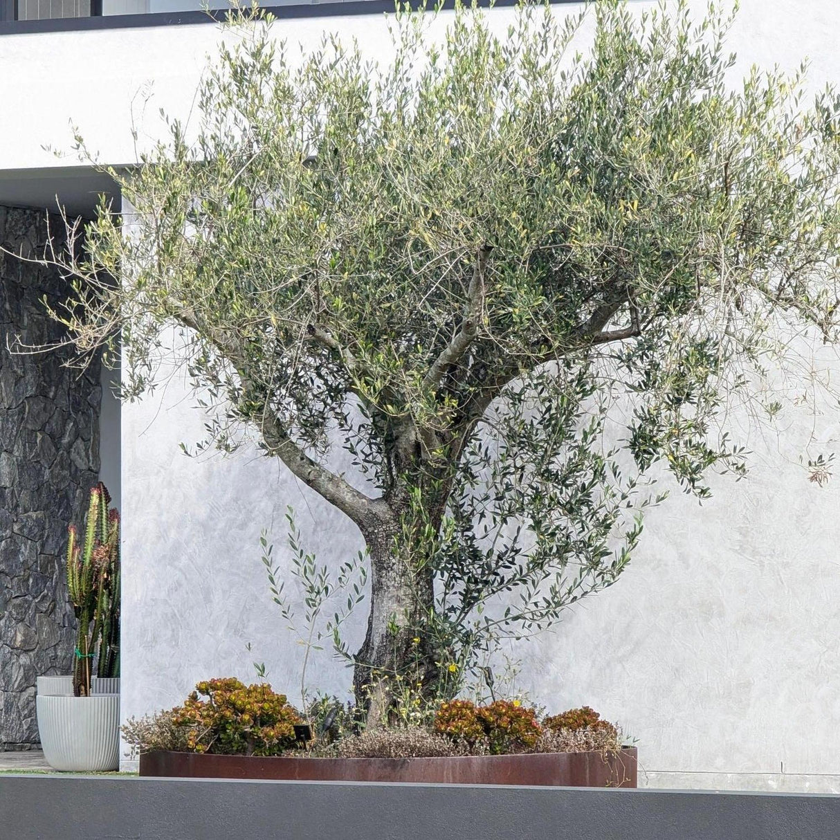 A Tolleys Upright Olive Tree (Olea europaea 'Tolleys Upright') in a planter box stands by a white wall, with potted cacti nearby for added charm.