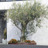 A Tolleys Upright Olive Tree (Olea europaea 'Tolleys Upright') in a planter box stands by a white wall, with potted cacti nearby for added charm.