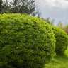 Tom Thumb Euonymus