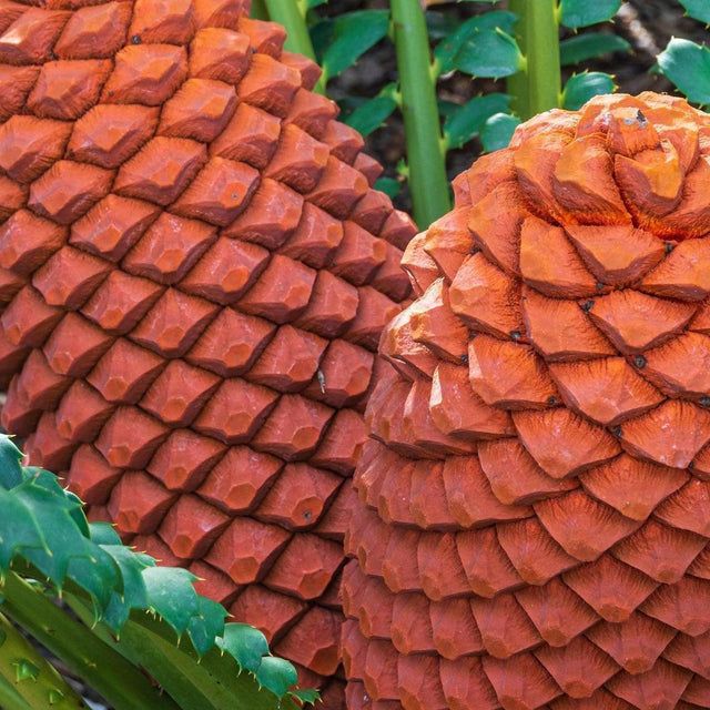 Tongaland Cycad - Encephalartos ferox-Evergreen,Moderate Water,Ornamental,Outdoor,Partial Shade,Slow Growing,Tropical-Nursery Near Me