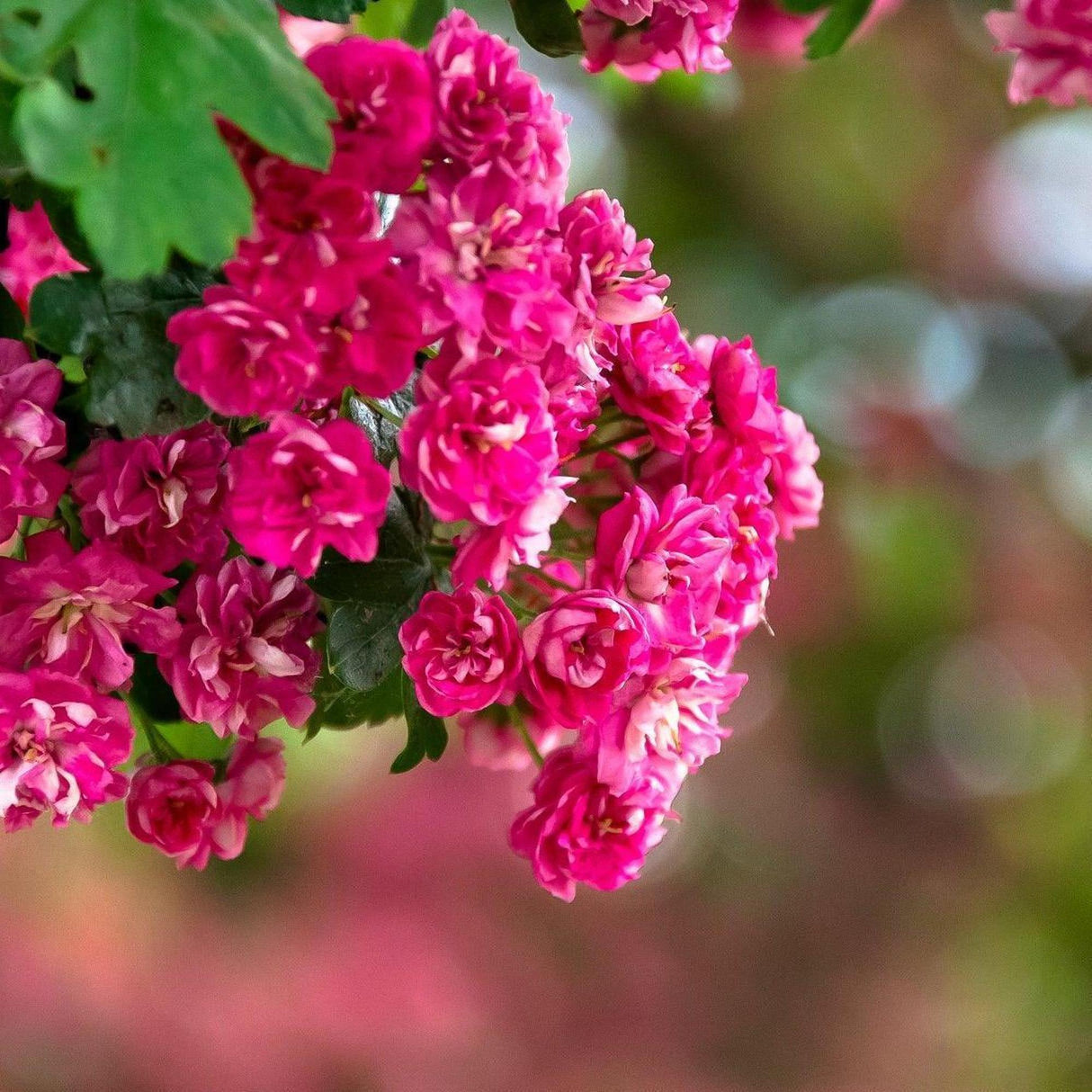 Tonto Crepe Myrtle - Lagerstroemia 'Tonto'-Deciduous,Flowering,Full Sun,Moderate Growing,Moderate Water,Outdoor,Tree-Nursery Near Me