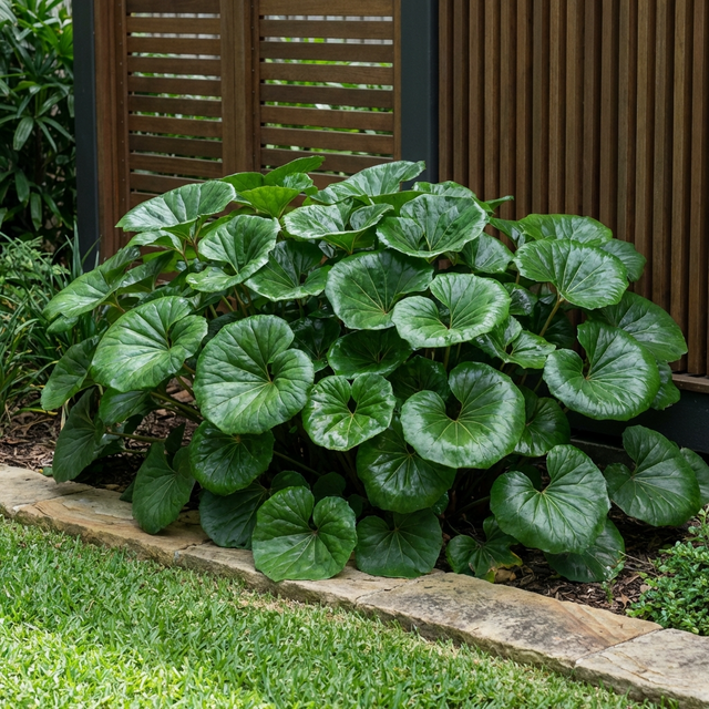 The Tractor's Seat Plant (Ligularia reniformis) features large, glossy green leaves and thrives in shaded gardens, making it perfect for planting beside stone borders or wooden screens.