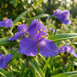 Close-up of vibrant purple Tradescantia ‘Sweet Kate’ flowers with yellow stamens, set against striking golden foliage and green leaves in sunlight—a standout groundcover choice.