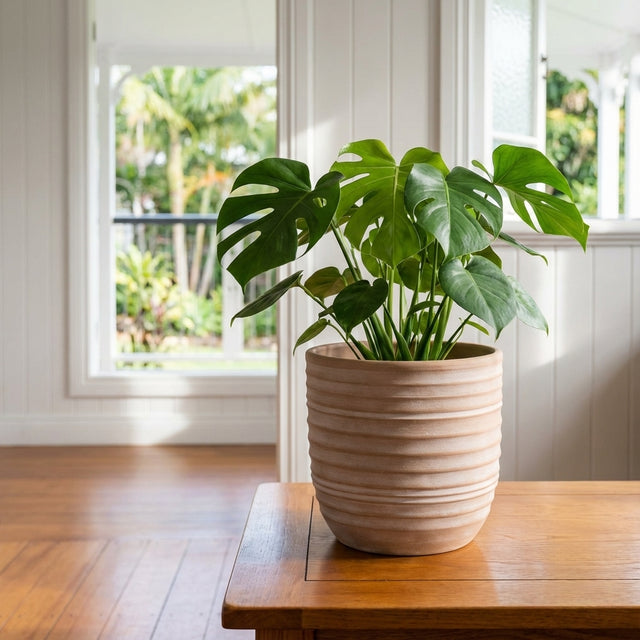 A potted monstera sits in a Trapani Ceramic Indoor Pot (360mm x 360mm) on a wooden table in a bright room overlooking the garden.