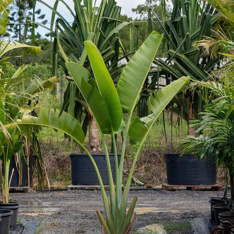 Traveler's Palm - Ravenala madagascariensis-Evergreen,Fast Growing,Full Sun,Moderate Water,Outdoor,Palm,Tropical-Nursery Near Me