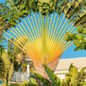Traveller's Palm