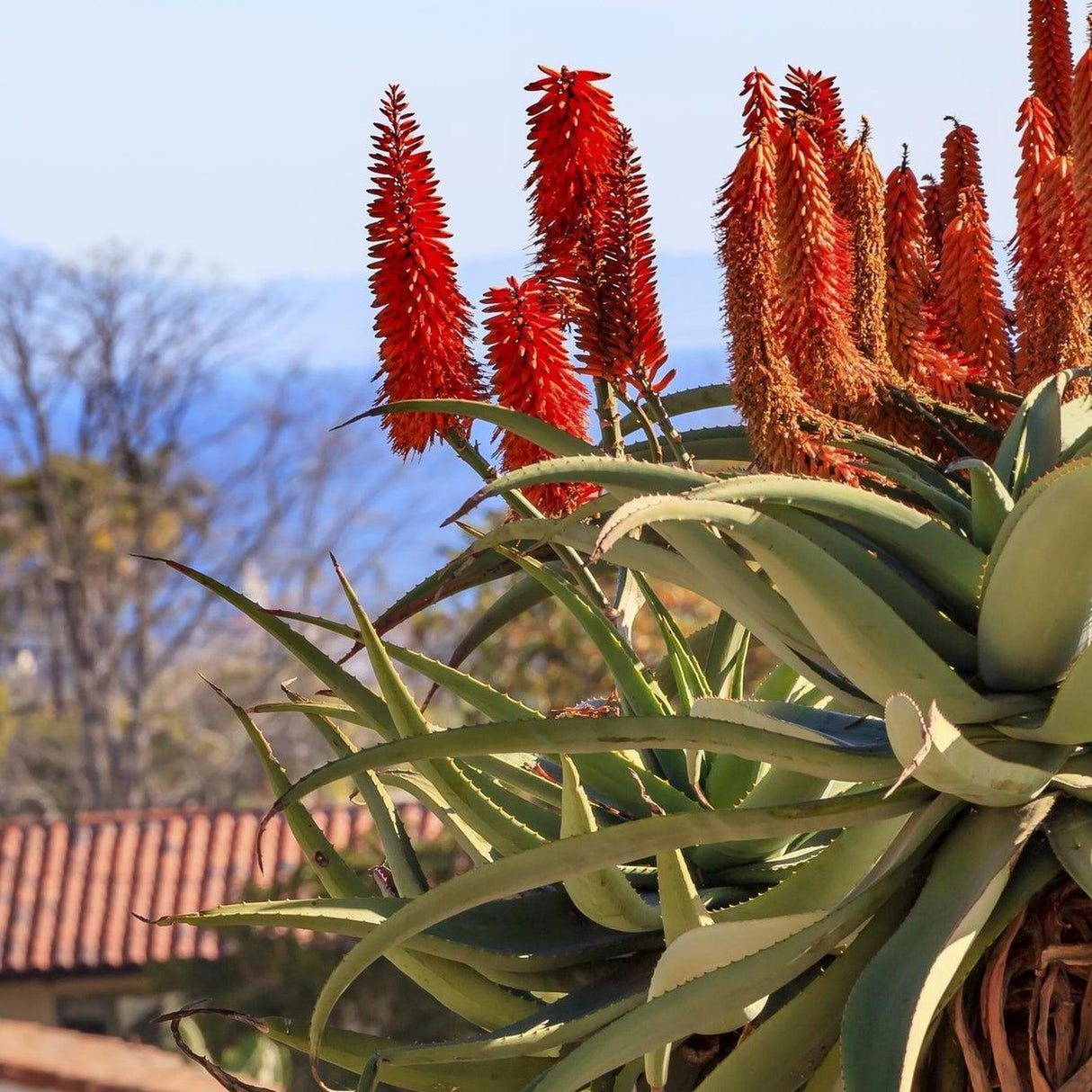 Tree Aloe - Aloe barberae-Evergreen,Full Sun,Low Water,Moderate Growing,Ornamental,Outdoor,Tree-Nursery Near Me