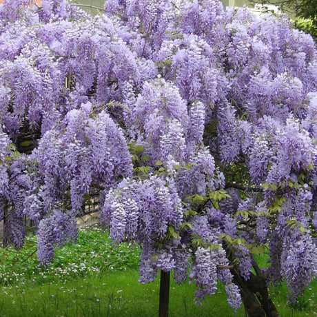 Tree Wisteria - Bolusanthus speciosus-Deciduous,Flowering,Full Sun,Moderate Growing,Moderate Water,Outdoor,Tree-Nursery Near Me